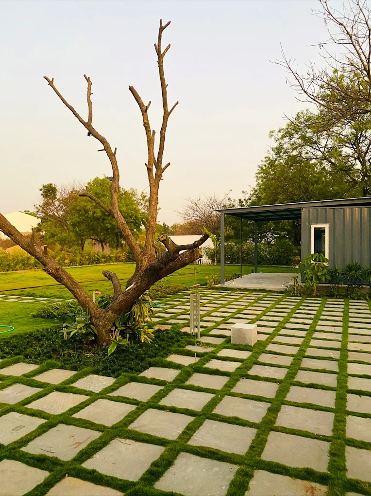 Open lawn with banyan-tree backdrop